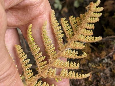 Myriopteris lendigera, photographed by Trevor Van Loon