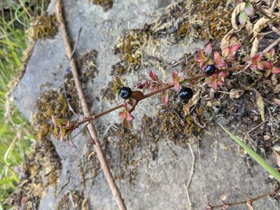 Fuchsia microphylla, photographed by Trevor Van Loon