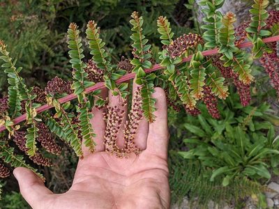 Coriaria ruscifolia, photographed by Trevor Van Loon