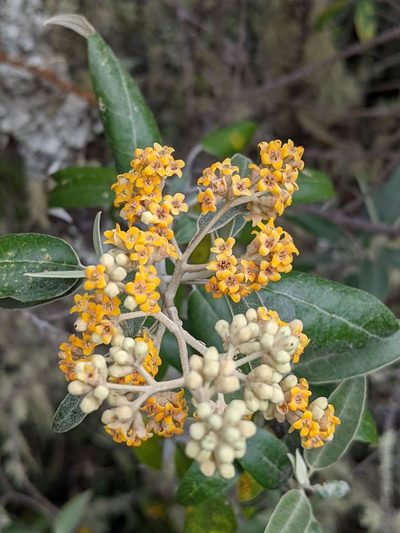 Buddleja nitida, photographed by Trevor Van Loon