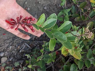 Macleania rupestris, photographed by Trevor Van Loon