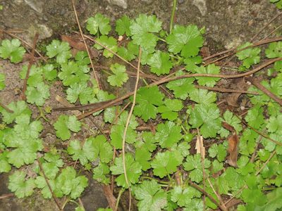 Hydrocotyle sibthorpioides, photographed by chiuluan