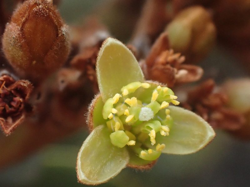 Persea obtusifolia, photographed by Trevor Van Loon