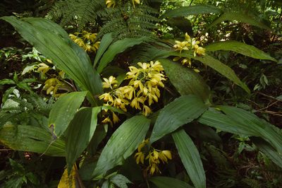 Phaius flavus, photographed by Cheng-Tao Lin