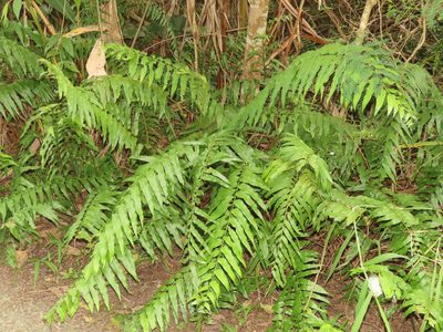 Nephrolepis biserrata