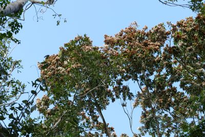 Cordia gerascanthus, photographed by Jean-Paul Boerekamps