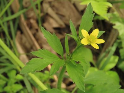 Ranunculus cantoniensis, photographed by chiuluan