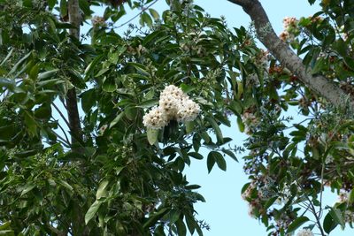 Cordia gerascanthus, photographed by Jean-Paul Boerekamps