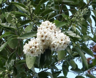 Cordia gerascanthus, photographed by Jean-Paul Boerekamps
