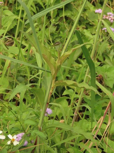Persicaria barbata, photographed by chiuluan