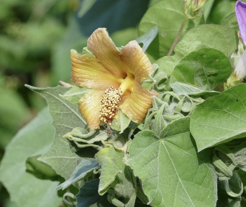 Blanchardia clypeata, photographed by Jean-Paul Boerekamps