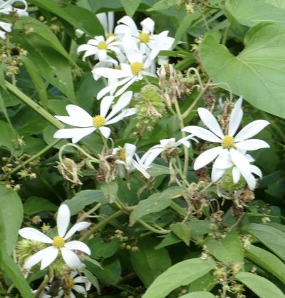 Montanoa atriplicifolia, photographed by Jean-Paul Boerekamps