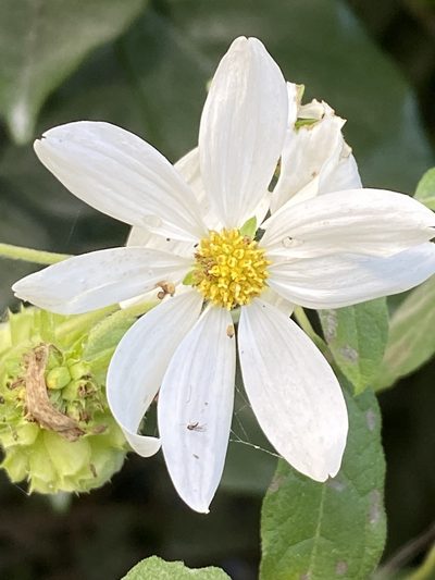 Montanoa atriplicifolia, photographed by Jean-Paul Boerekamps