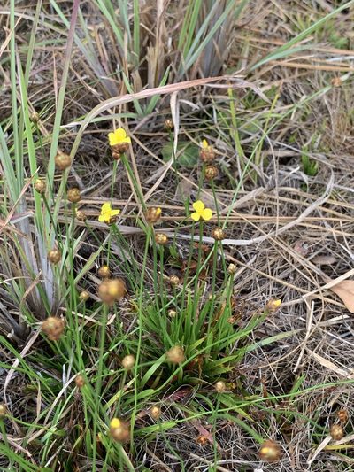Xyris brevifolia, photographed by Claire Herzog
