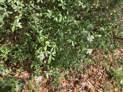 Viburnum obovatum