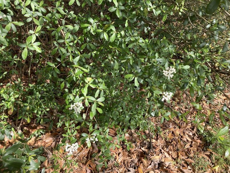 Viburnum obovatum, photographed by Lauren Gillett