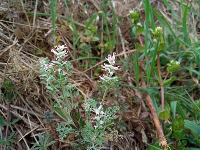 Fumaria parviflora, photographed by Josep Gesti