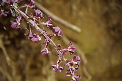 Liparis gigantea, photographed by Cheng-Tao Lin