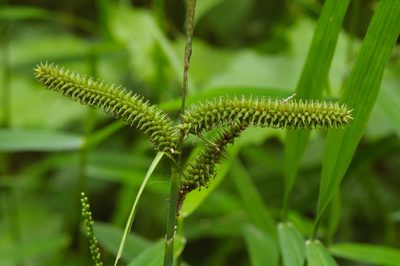 Carex doniana, photographed by Cheng-Tao Lin