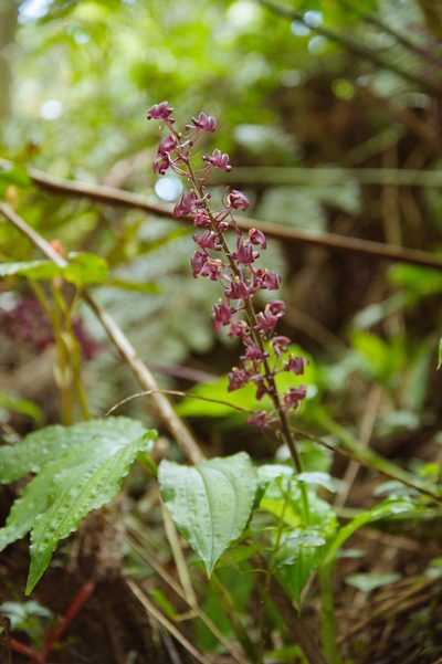Liparis gigantea, photographed by Cheng-Tao Lin