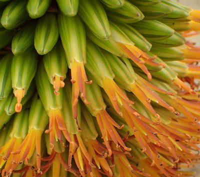 Aloe broomii