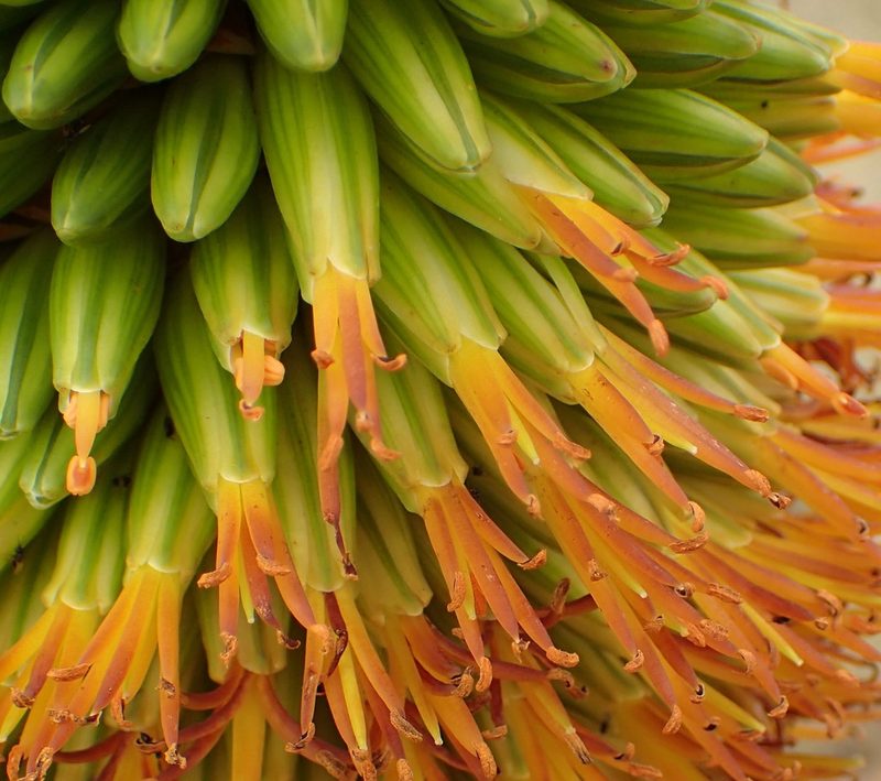 Aloe broomii, photographed by Nicola van Berkel