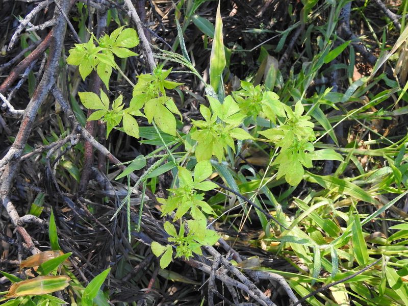 Astraea lobata, photographed by Eduardo Luis Beltrocco