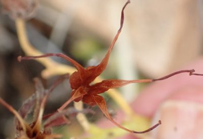 Cotyledon campanulata, photographed by Nicola van Berkel