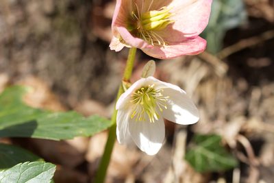 Helleborus niger, photographed by David Sandler