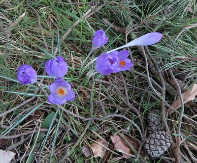 Crocus tommasinianus, photographed by Anne Thomson