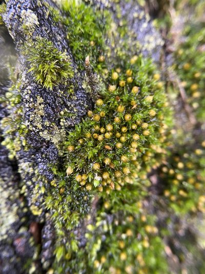 Orthotrichum pumilum, photographed by Bonnie Semmling