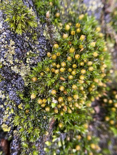 Orthotrichum pumilum, photographed by Bonnie Semmling