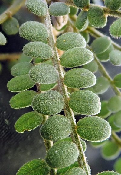 Sophora godleyi, photographed by Peter de Lange