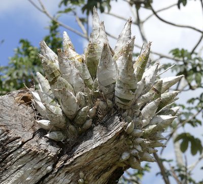 Catasetum integerrimum, photographed by Jean-Paul Boerekamps