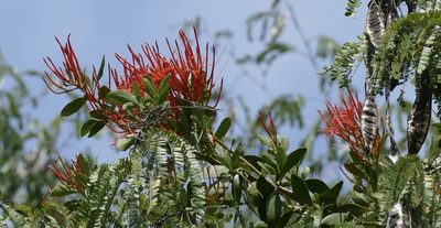 Psittacanthus mayanus, photographed by Jean-Paul Boerekamps