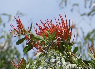 Psittacanthus mayanus, photographed by Jean-Paul Boerekamps