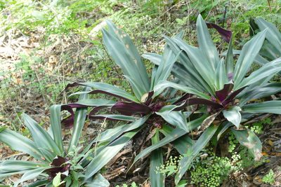 Tradescantia spathacea, photographed by Jean-Paul Boerekamps