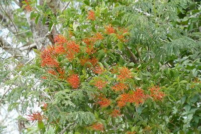 Psittacanthus mayanus, photographed by Jean-Paul Boerekamps