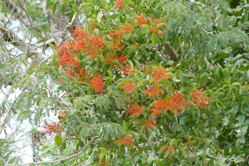 Psittacanthus mayanus, photographed by Jean-Paul Boerekamps