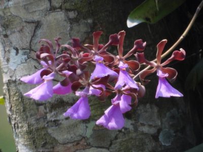 Encyclia cordigera, photographed by Grete Pasch