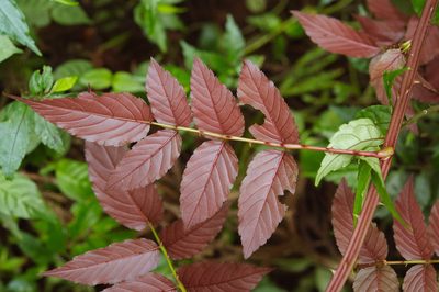 Rubus fraxinifolius, photographed by Cheng-Tao Lin