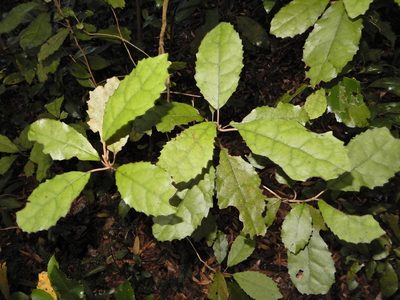 Olearia rani, photographed by Grey Smith