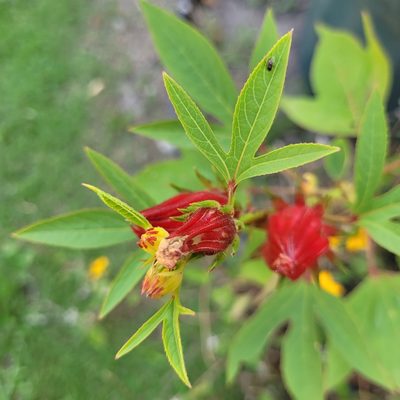 Sabdariffa gossypiifolia, photographed by Maria Janeiro