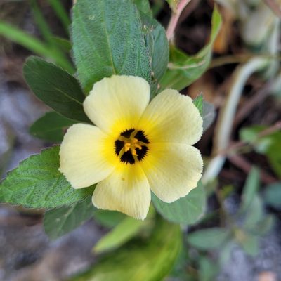 Turnera subulata, photographed by Maria Janeiro