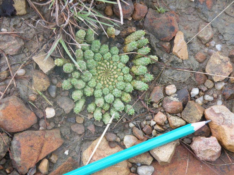 Euphorbia flanaganii, photographed by Antoinette Eyssell Knox