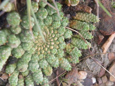 Euphorbia flanaganii, photographed by Antoinette Eyssell Knox