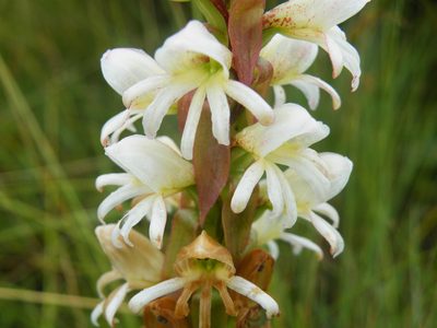 Satyrium sphaerocarpum, photographed by Antoinette Eyssell Knox