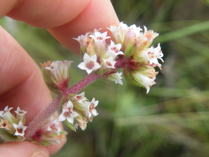 Crassula obovata, photographed by Antoinette Eyssell Knox