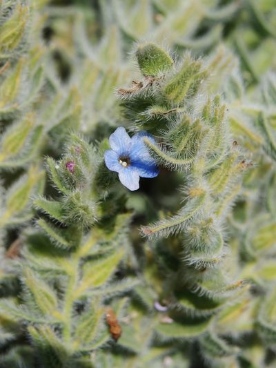 Alkanna strigosa, photographed by Nasser Halaweh