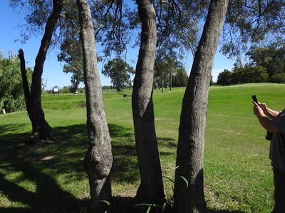 Tessaria integrifolia, photographed by Eduardo Luis Beltrocco